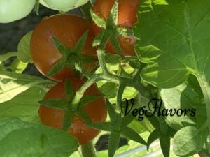 vegflavors- tomato