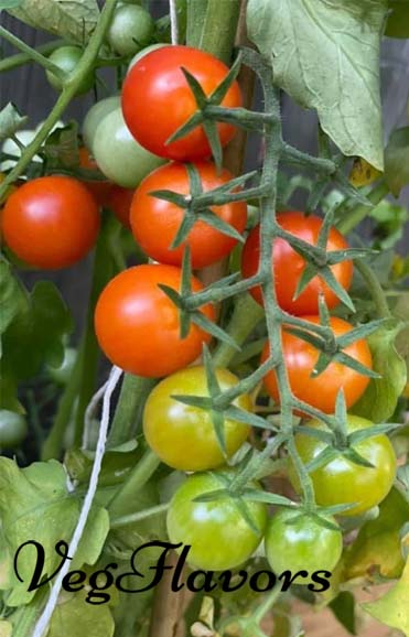 Grow Tomatoes from seeds